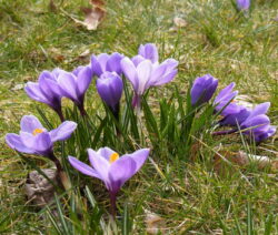 Krokus 2