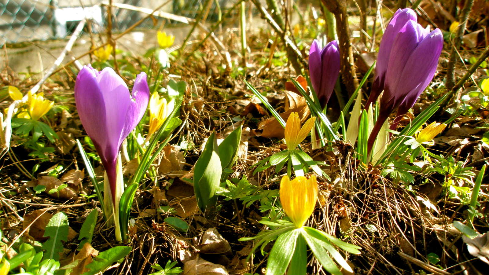 Krokus pflanzen Die zierliche Blütenpracht im eigenen Garten anbauen