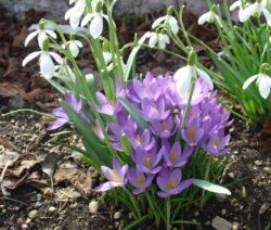 Krokus Schneeglöckchen