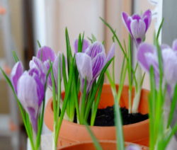 Krokus Topf 3