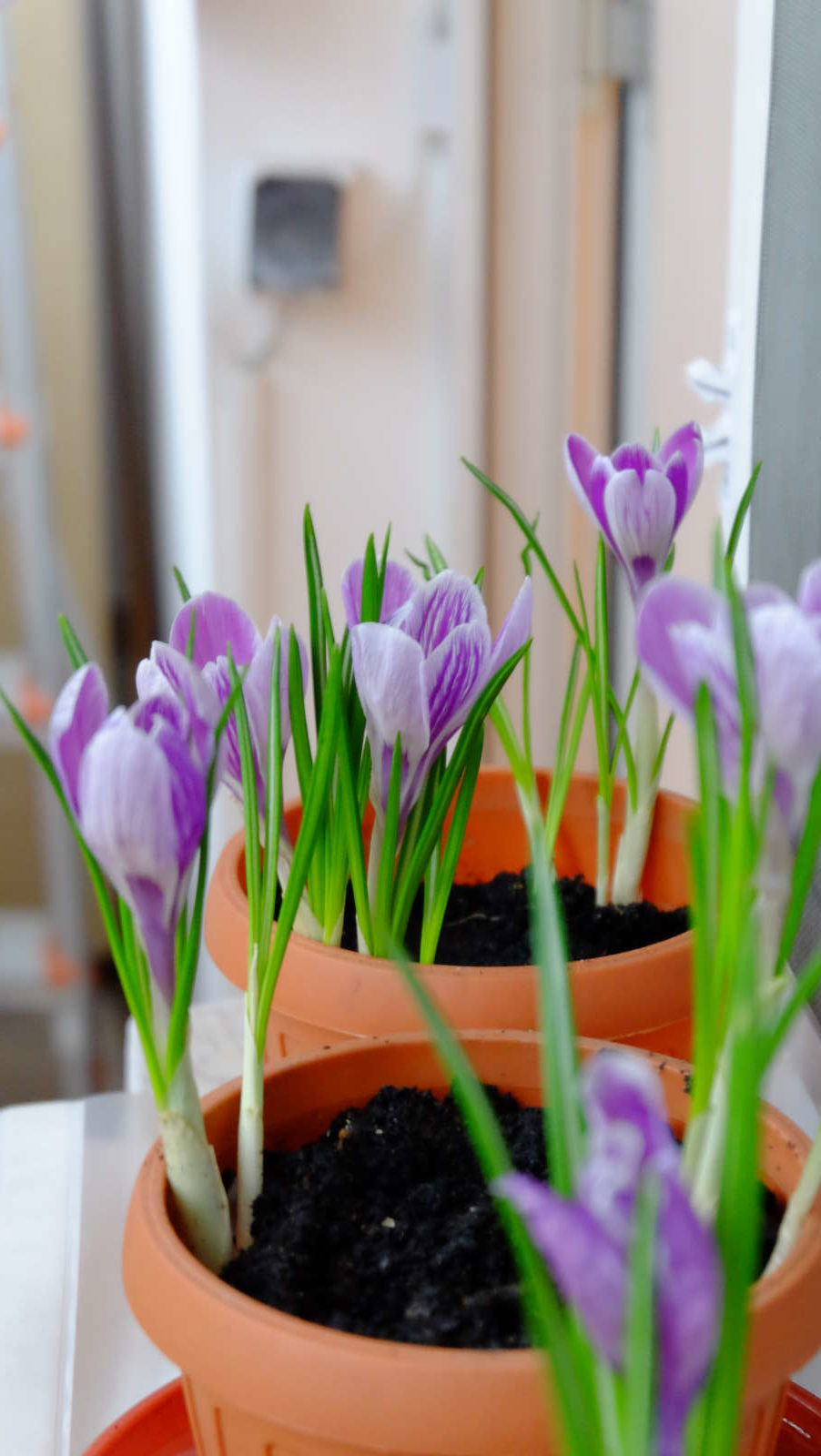 Krokus pflanzen Die zierliche Blütenpracht im eigenen Garten anbauen