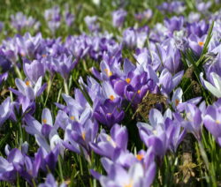 Krokus Wiese 2