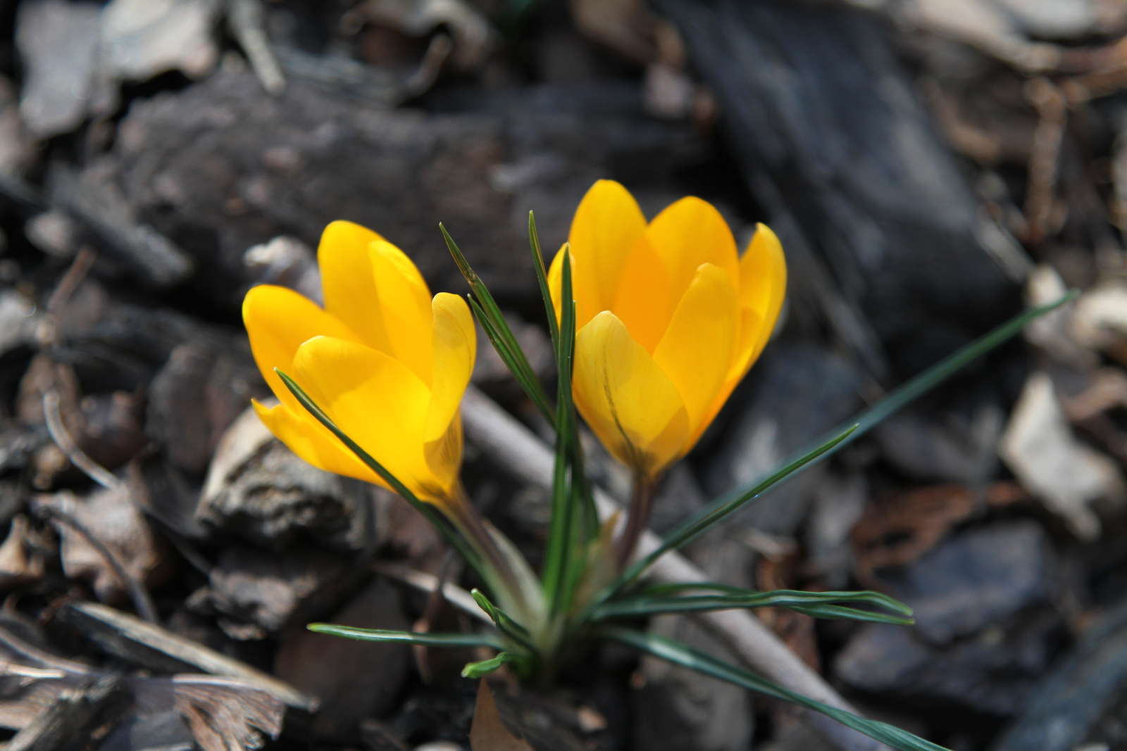 Krokus pflanzen Die zierliche Blütenpracht im eigenen Garten anbauen