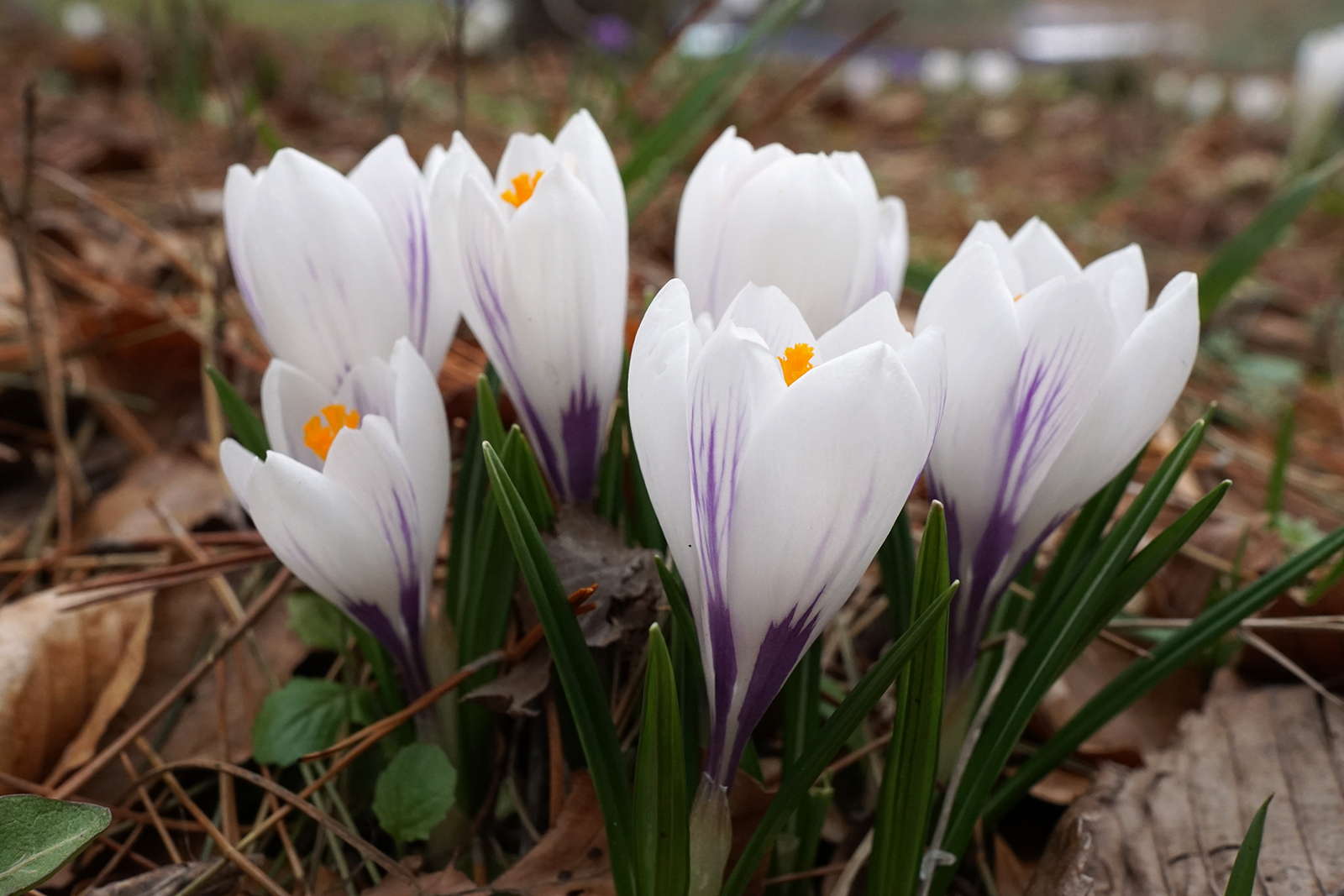 Krokus pflanzen Die zierliche Blütenpracht im eigenen Garten anbauen