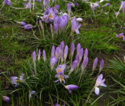 Krokus Welk 2