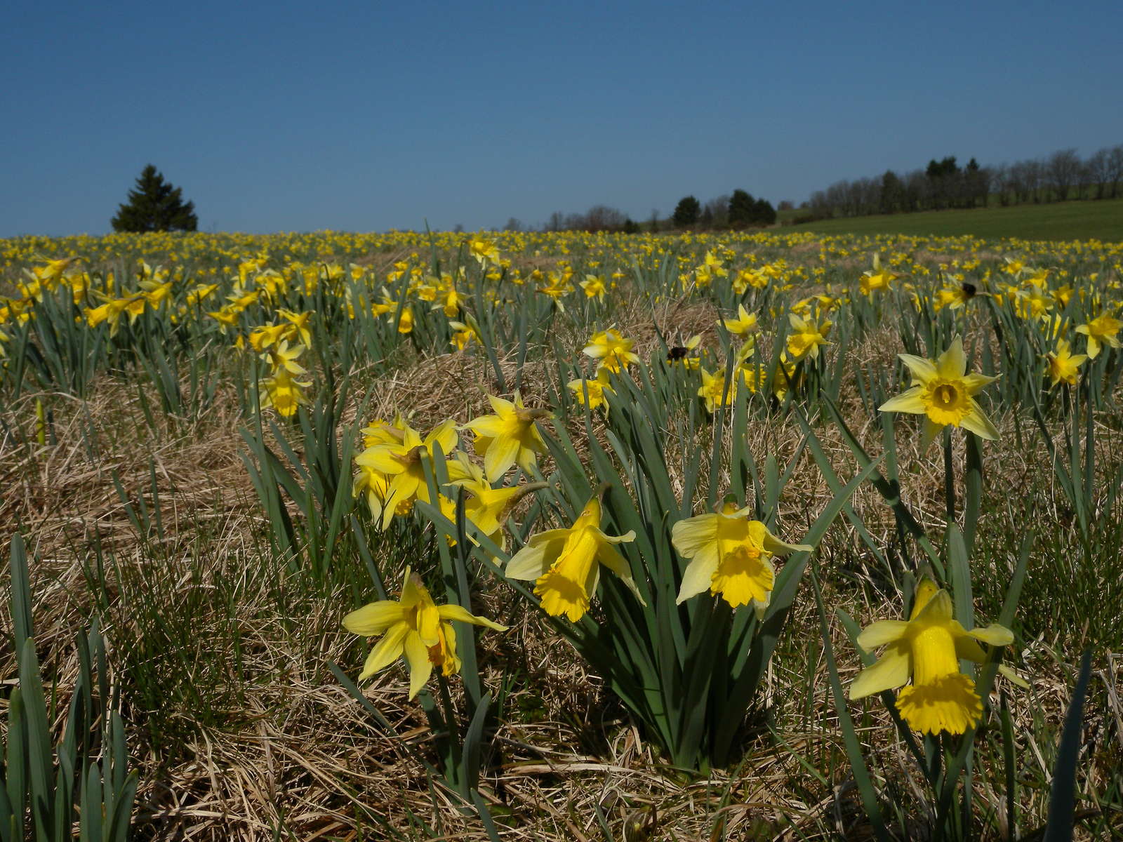 56+ Narzissen Im Garten Pflanzen, Narzissen (narcissus),
