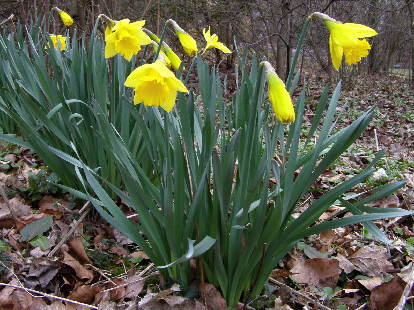 Narzissen pflanzen und im eigenen Garten anbauen Plantura