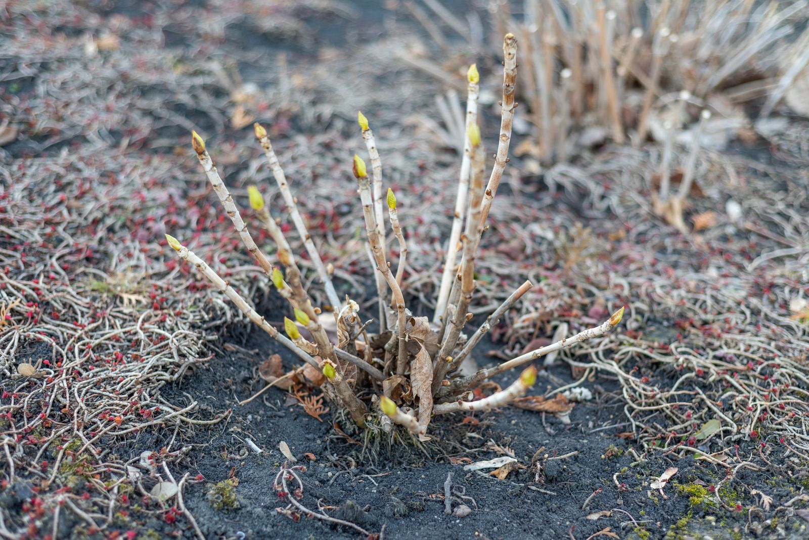 Hortensien Im Winter Richtig Uberwintern Vor Frost Schutzen