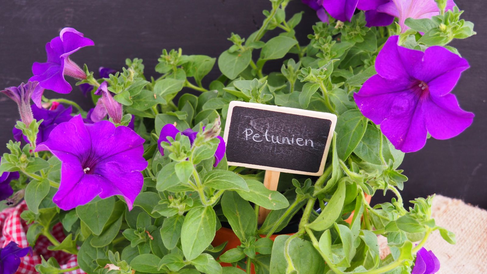 Petunien anbauen Hängende und stehende Petunien im Garten Plantura