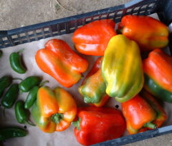 Paprika Ernte 3