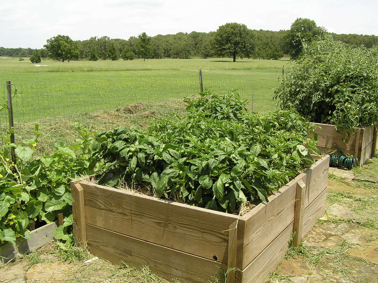 Paprika pflanzen Paprikaschoten aus dem eigenen Garten Plantura