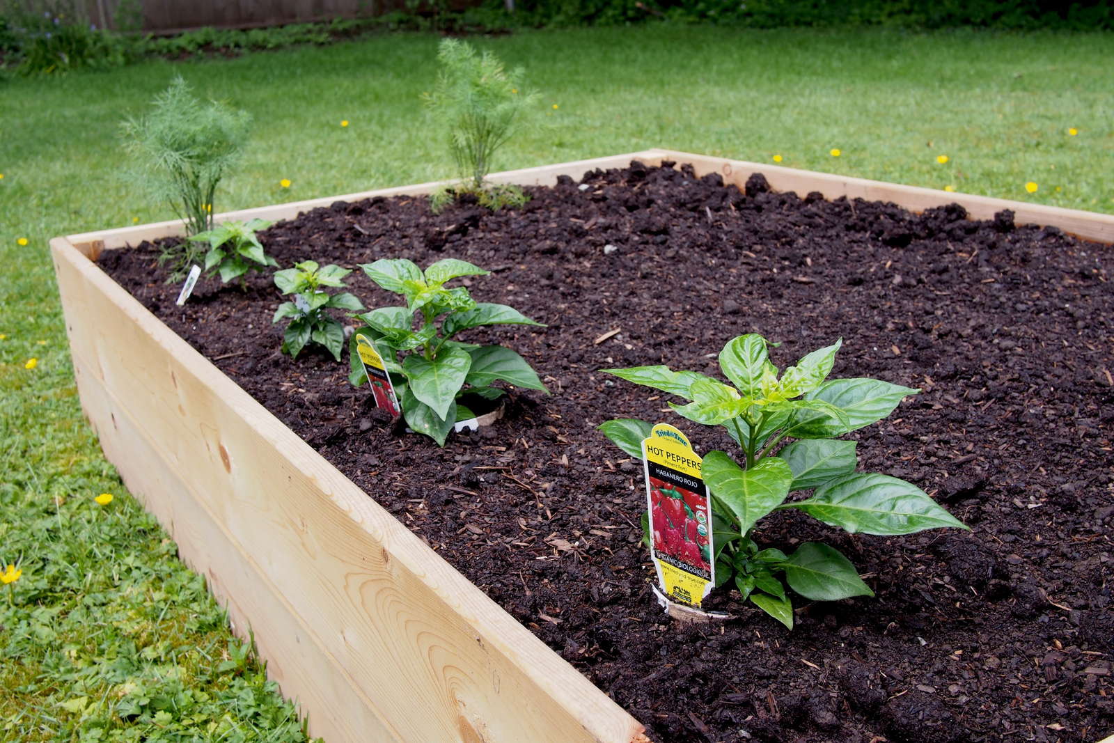 Paprika Pflanzen Paprikaschoten Aus Dem Eigenen Garten Plantura