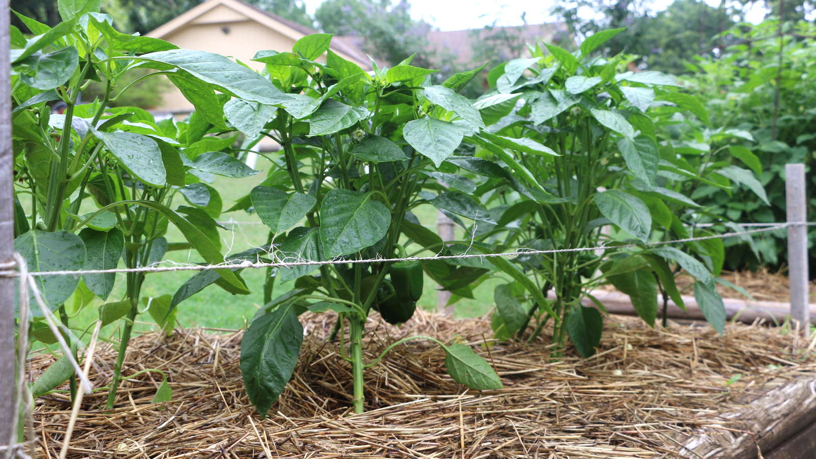 Paprika Pflanzen Paprikaschoten Aus Dem Eigenen Garten Plantura