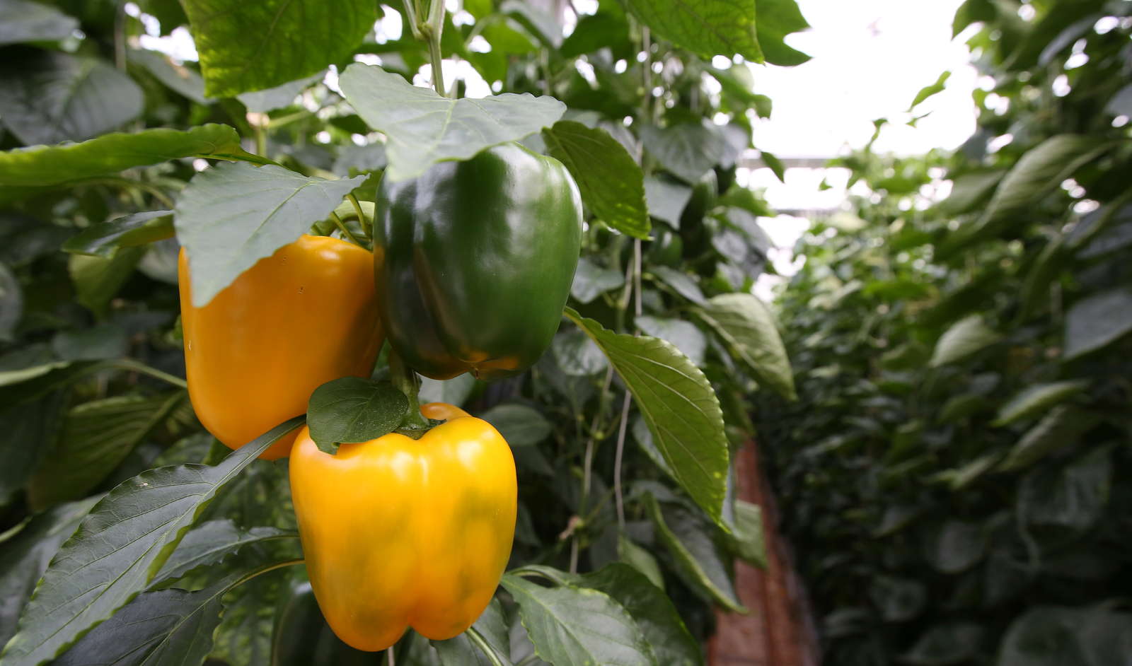 Paprika pflanzen Paprikaschoten aus dem eigenen Garten