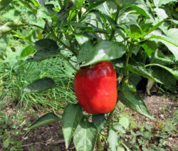 Paprika Im Garten 1