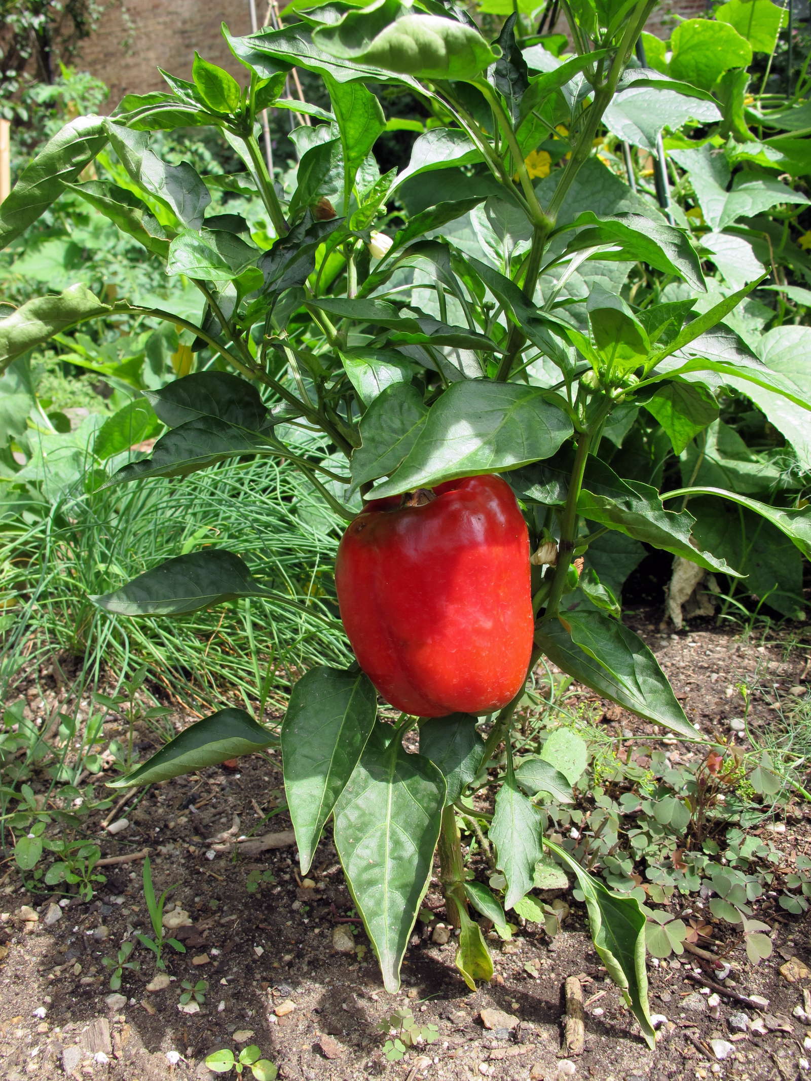 Paprika Pflanzen Paprikaschoten Aus Dem Eigenen Garten Plantura