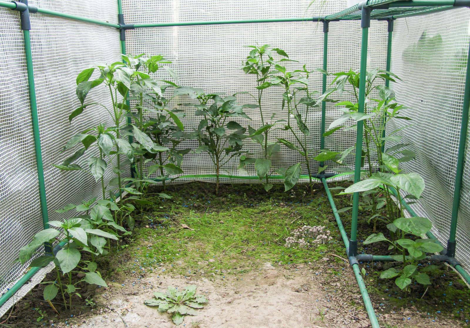 Paprika pflanzen Paprikaschoten aus dem eigenen Garten Plantura