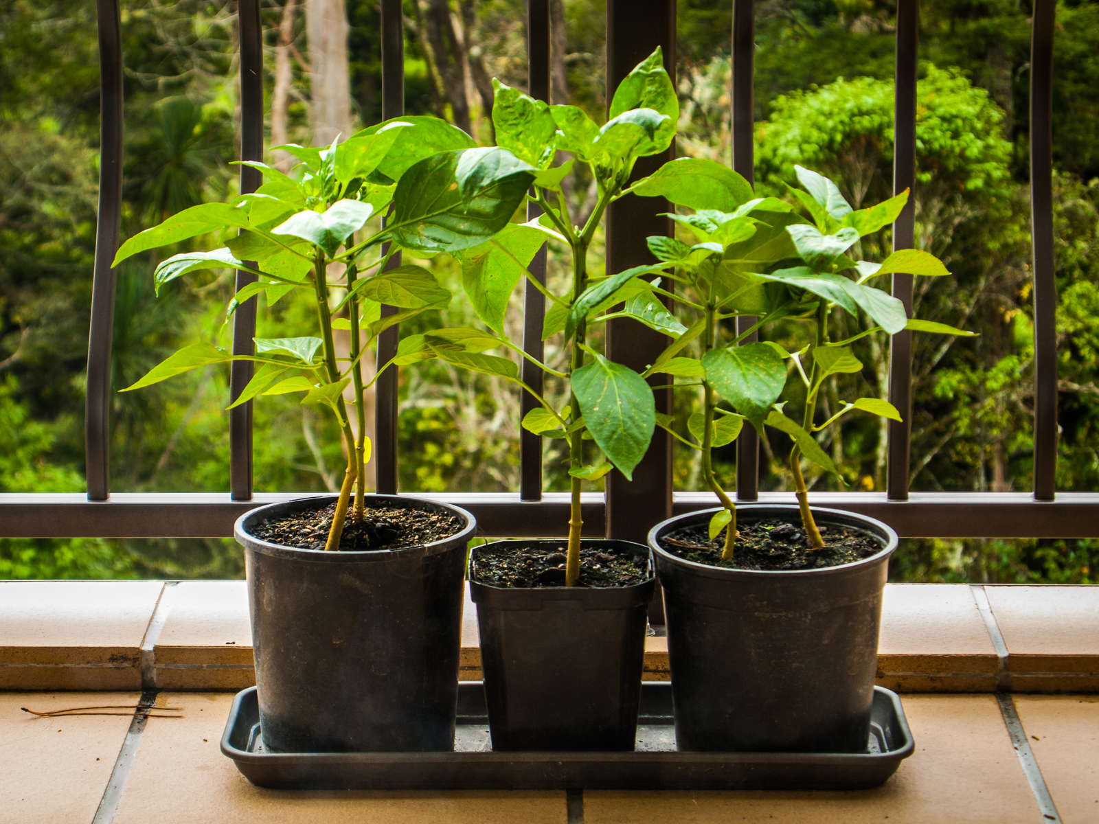 Paprika pflanzen Paprikaschoten aus dem eigenen Garten Plantura