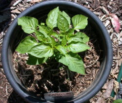 Paprika im Topf 3