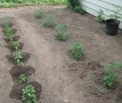 Paprika und Tomate im Beet