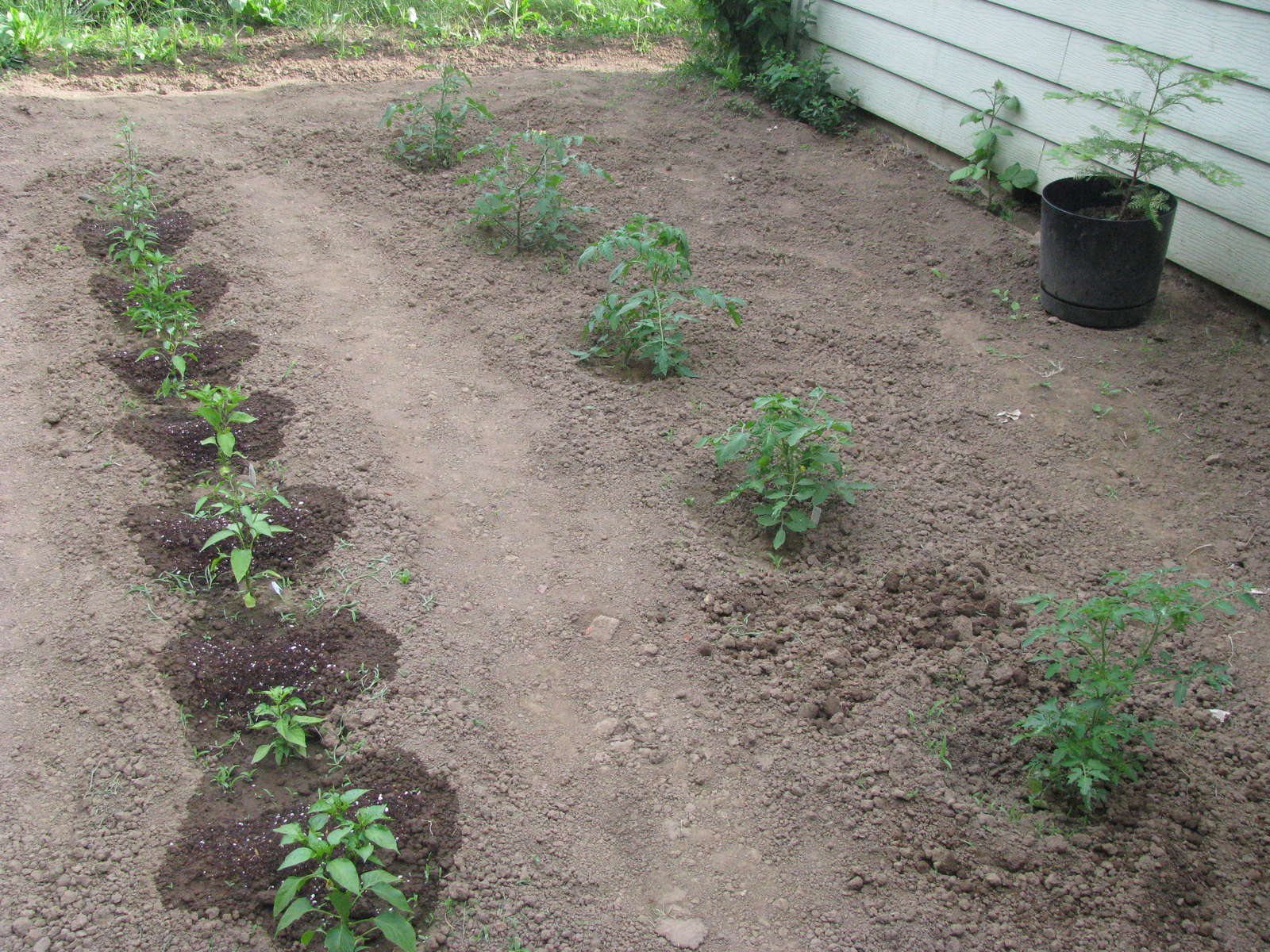 Paprika pflanzen Paprikaschoten aus dem eigenen Garten Plantura