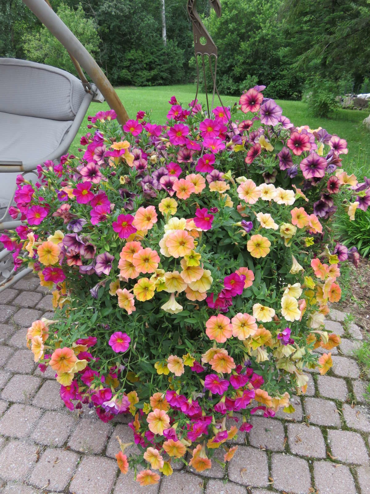 Petunien anbauen: Hängende und stehende Petunien im Garten - Plantura