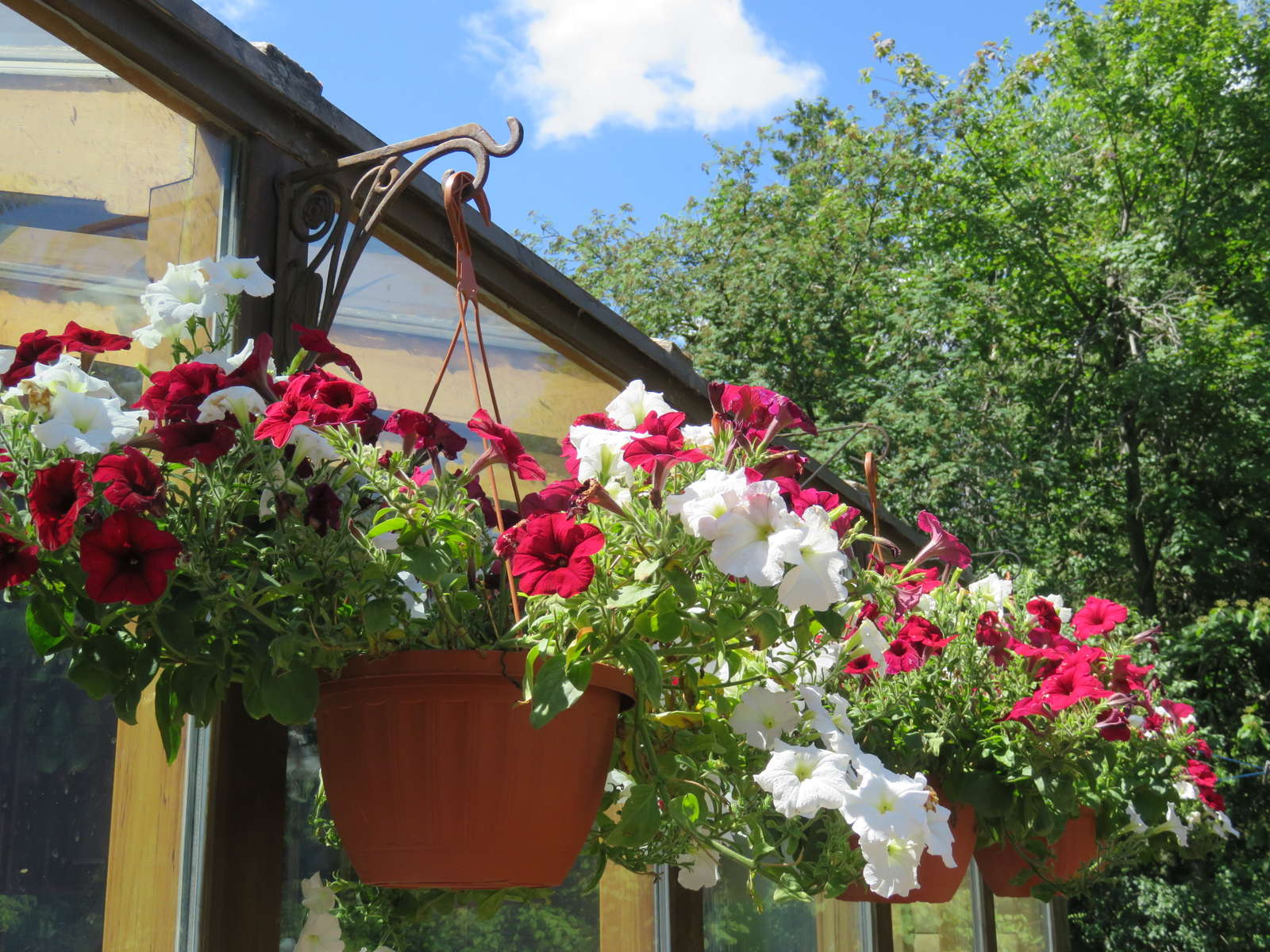 Petunien Anbauen Hangende Und Stehende Petunien Im Garten Plantura
