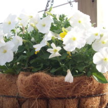 Petunien anbauen: Hängende und stehende Petunien im Garten - Plantura