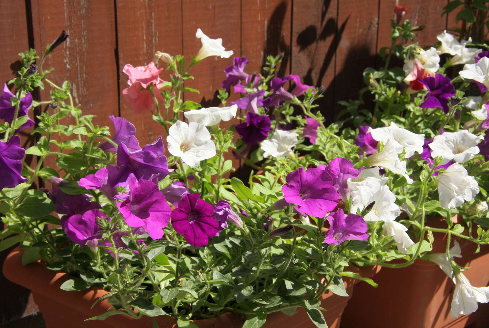 37+ Petunien Im Garten, Petunien begeistern im sommer mit leuchtenden