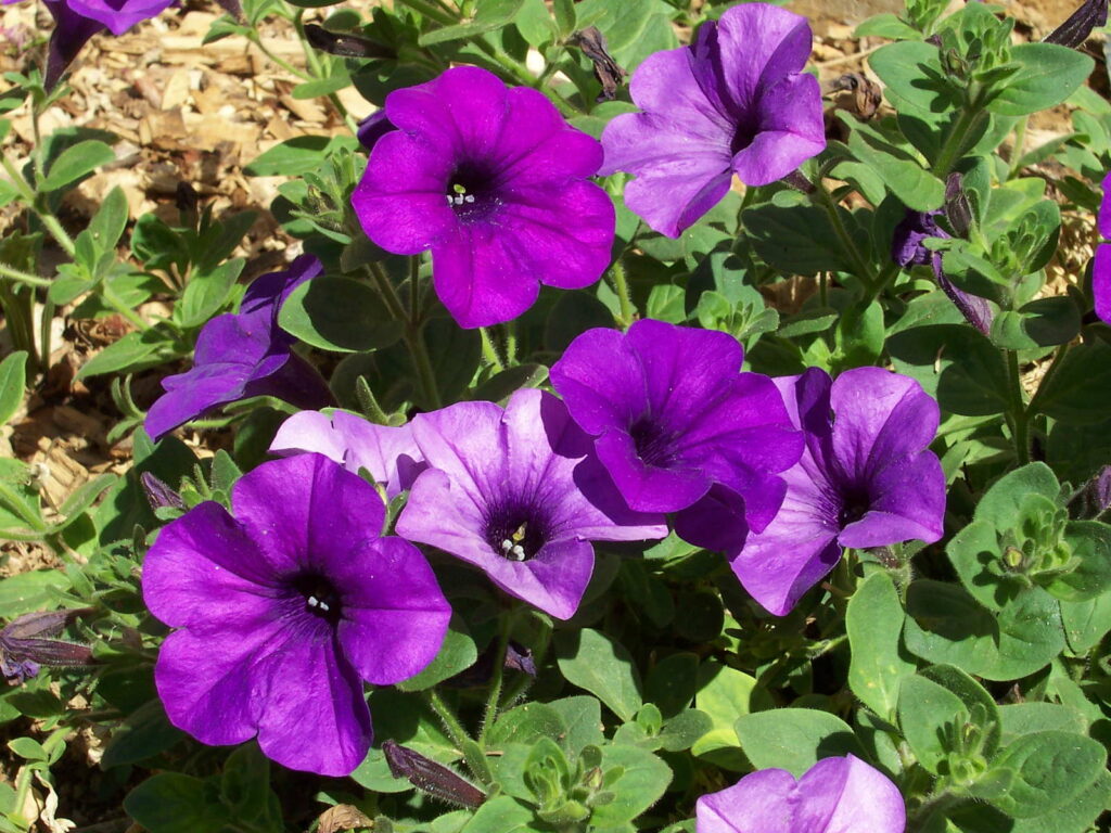 Petunie lila Blüte in Beet