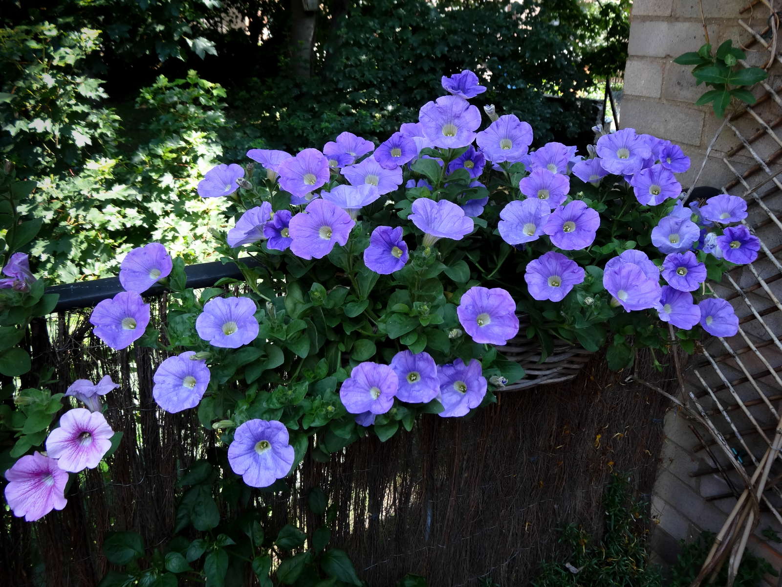 Petunien Anbauen Hangende Und Stehende Petunien Im Garten Plantura