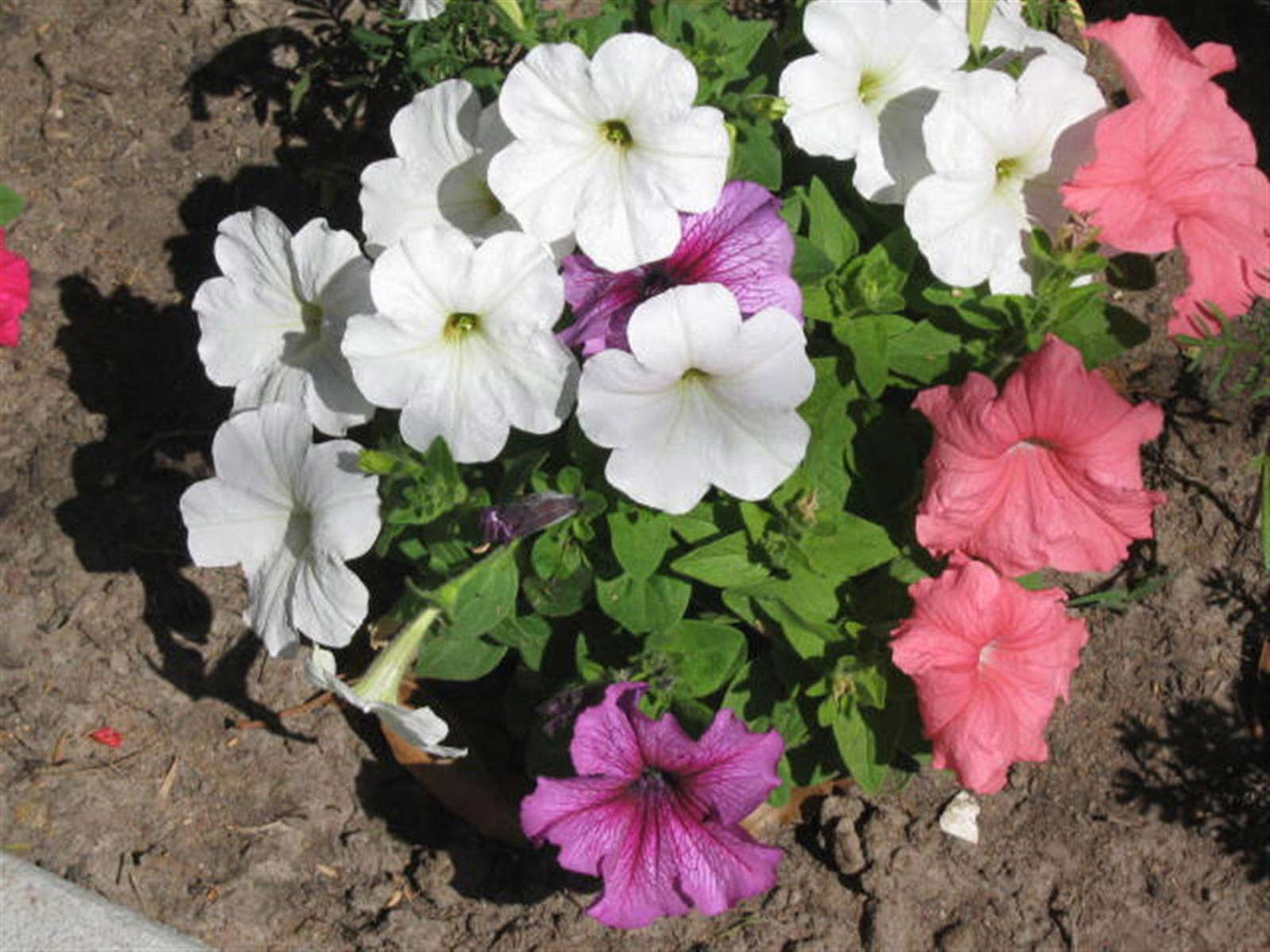 Petunien anbauen Hängende und stehende Petunien im Garten Plantura
