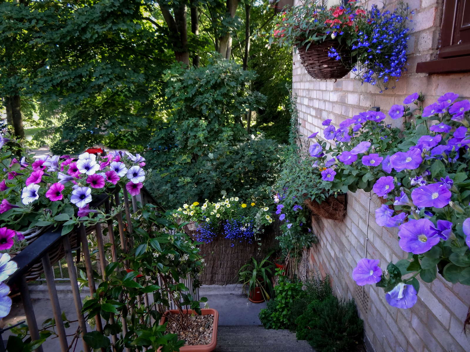Petunien Anbauen Hangende Und Stehende Petunien Im Garten Plantura