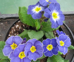 Primel Blau 1