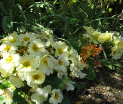Primel Im Garten 1