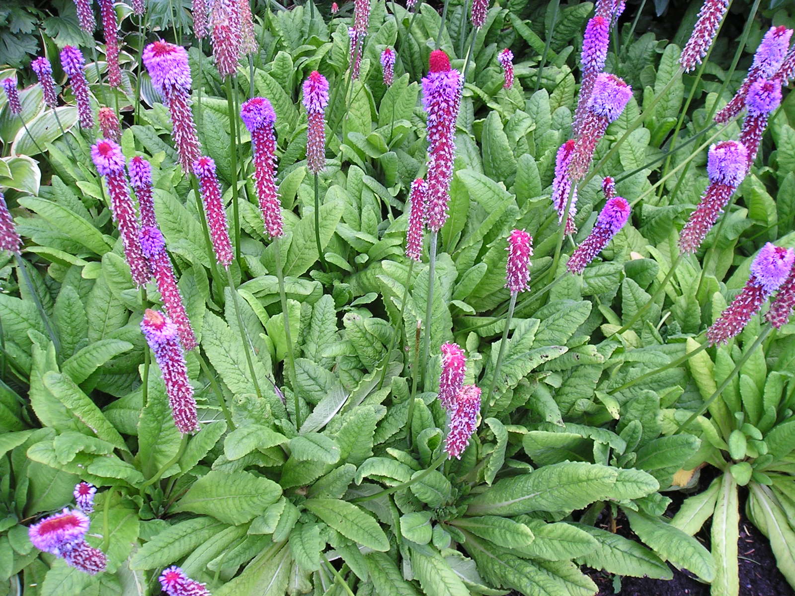 PrimelArten Top 10 winterharte & mehrjährige Arten