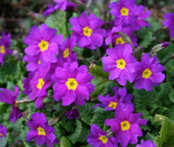 Primula Vulgaris 1