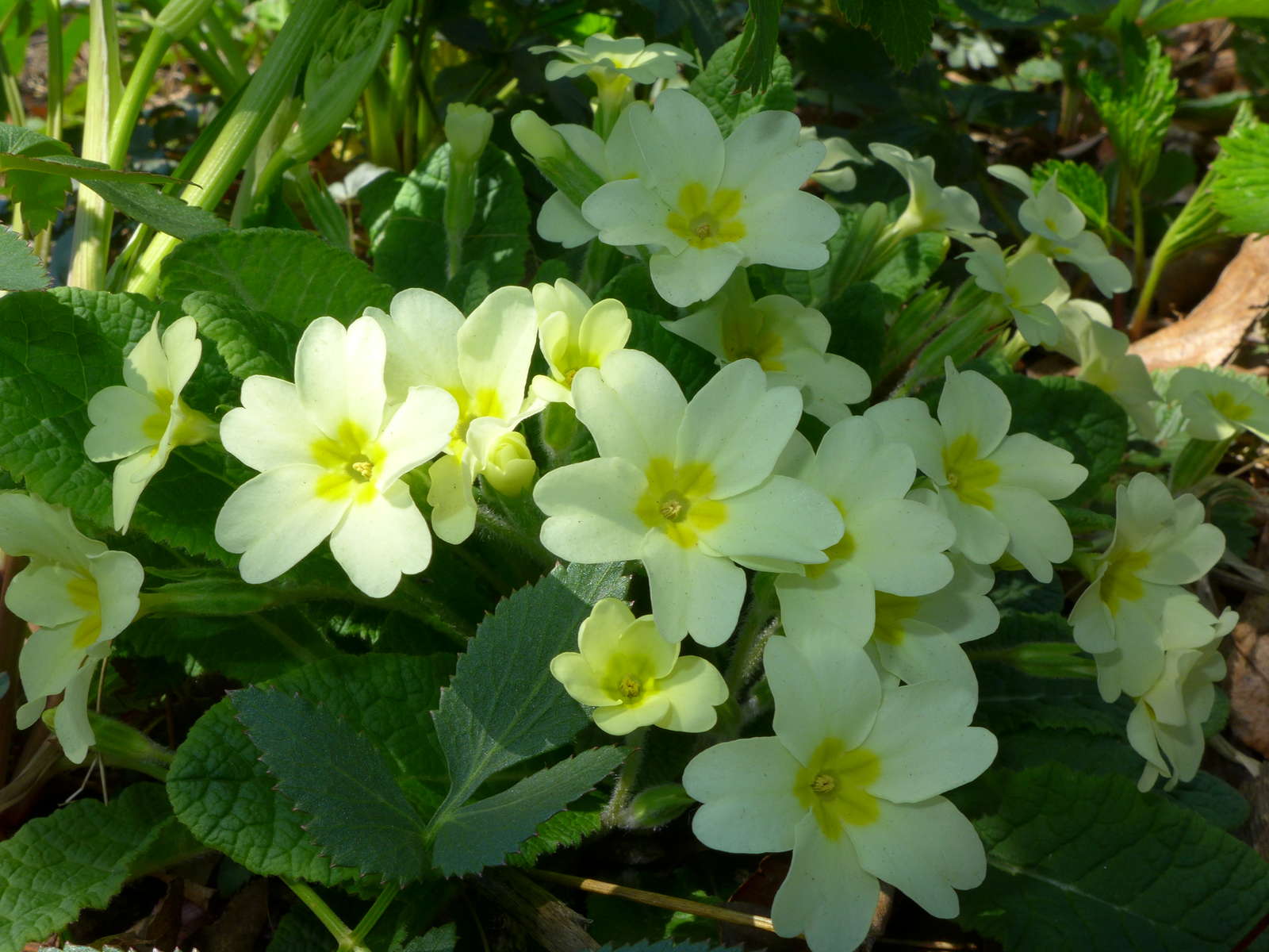 35+ Primeln Baumarkt Winterhart, Frühlingsprimel primula vulgaris