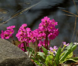Rosenprimel 1