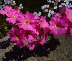 Rosenprimel 2