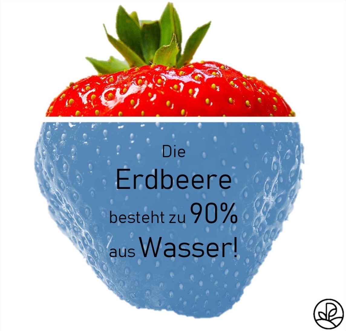 Erdbeeren Kalorien und Nährwerte Plantura