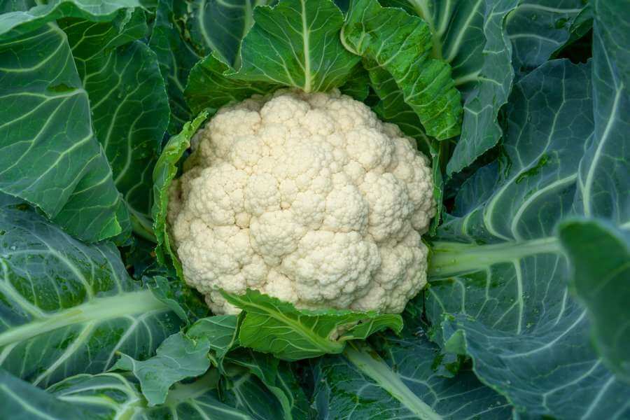Blumenkohl mit großen Blättern