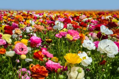 Die 10 schönsten Frühlingsblumen