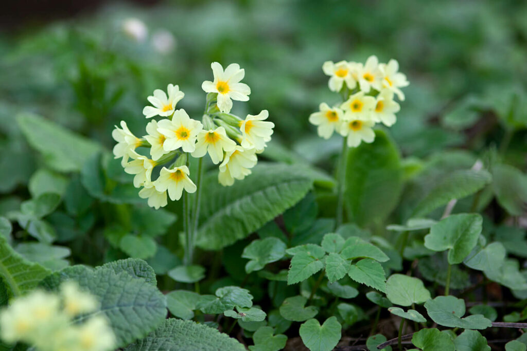 Primula veris