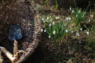 5 Tipps, wie Sie Ihren Garten aus dem Winterschlaf holen