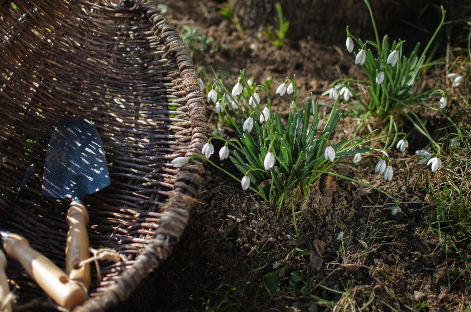 Garten im Frühjahr
