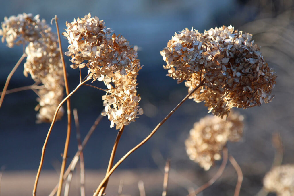 Hortensie im Winter