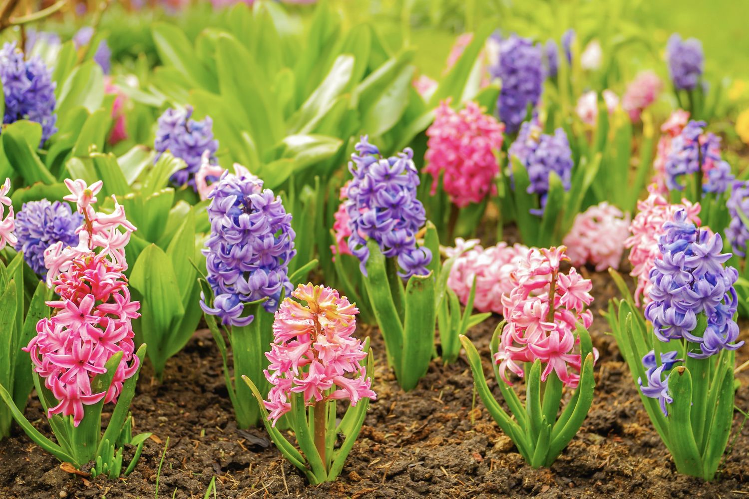 Frühlingsblumen Die schönsten Blumen im Frühling Plantura