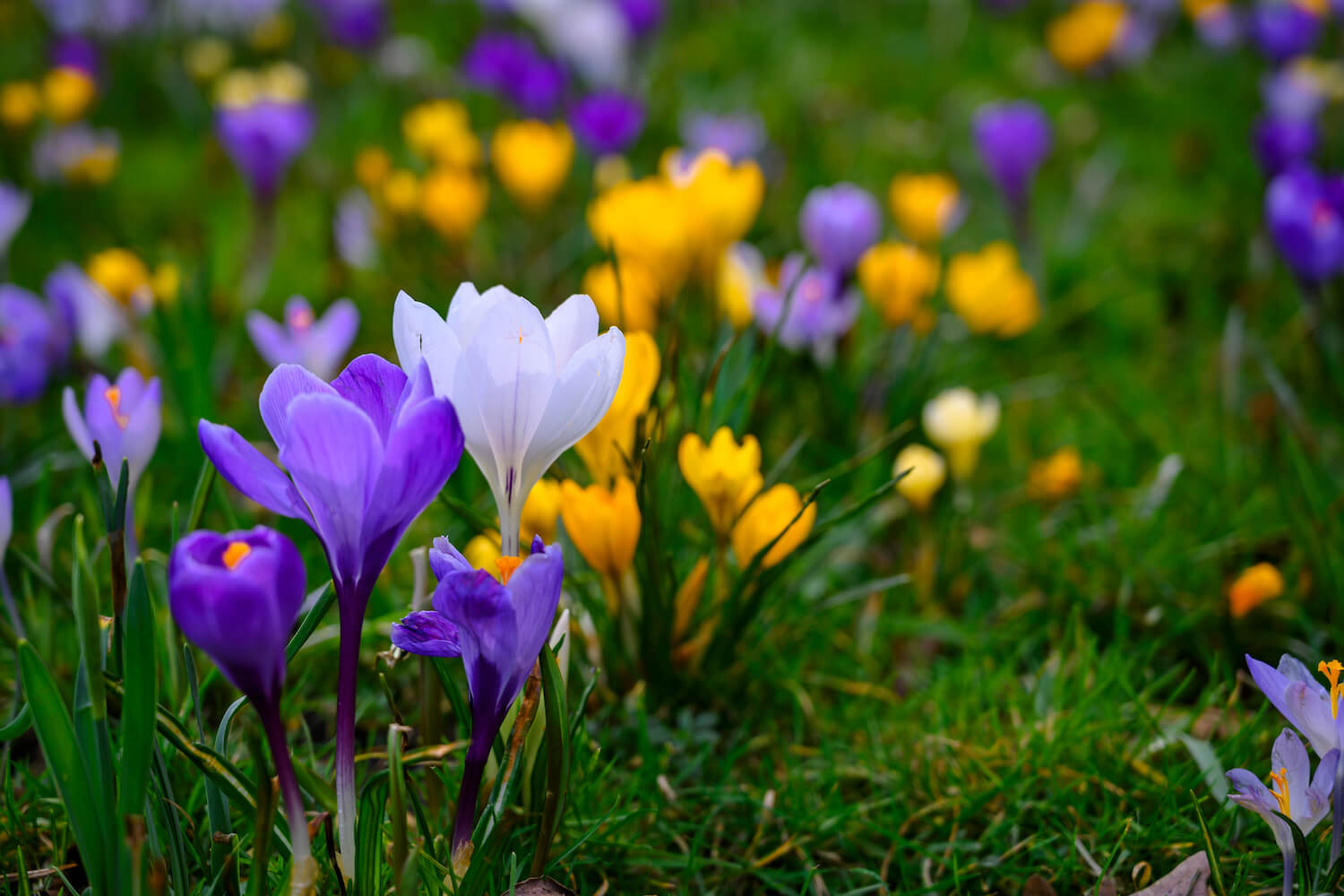 Krokus Blütezeit, Anbau & Pflege Plantura