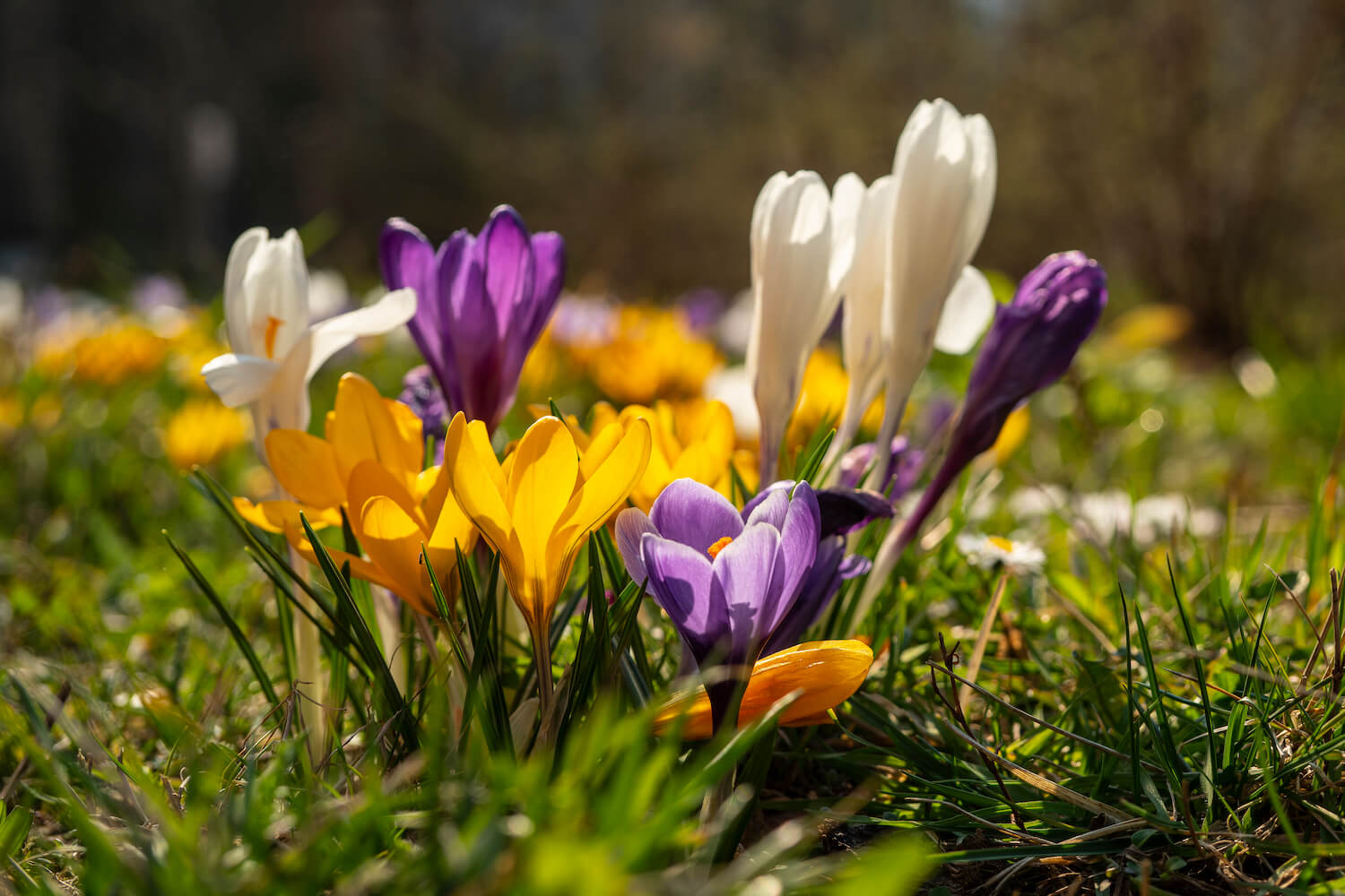 36+ Krokusse In Rasen Pflanzen, Krokusse, wilde tulpen, wilde